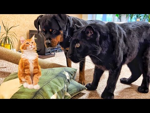 How the panther Luna and rottweiler Venza react to the cat🐕🐆😸/ Luna loves smoked ribs🙈