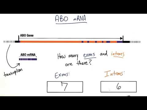 Exons and Introns - Tales from the Genome