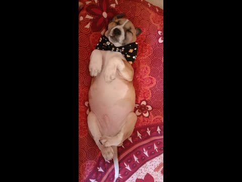 My Puppy first time tasting lemon, (KEBO)