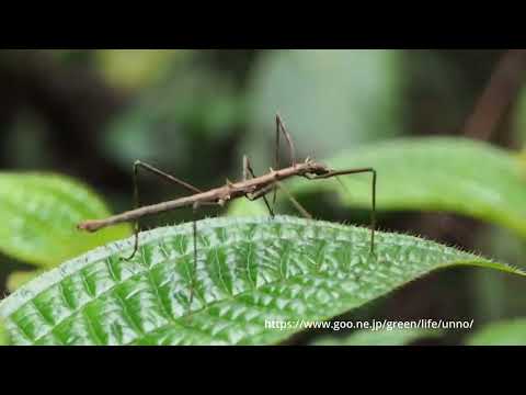 ぼくの名前の付いたウンノトゲナナフシの動画