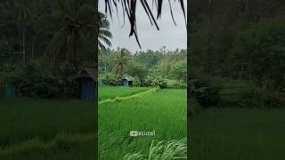 Download lagu Pemandangan indah #hijau mp3