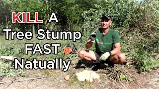 How To Naturally KILL a Tree Stump FAST - WITHOUT Weedkiller or Digging