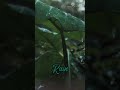 Shorts Rain With RHTDM Flute Music