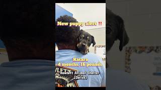 Video preview image #1 Rottweiler-Unknown Mix Puppy For Sale in Rowlett, TX, USA