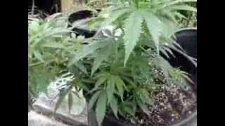 preview picture of video 'Washington Outdoor Medical Marijuana Grow pt8'