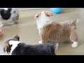 Welsh Corgi Pembroke dogs for sale: Chloe - Video 1