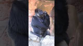 Download lagu #shorts #gorilla #galau mp3