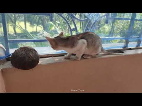 Cute Cat in the Belkani _ Meow Tusu