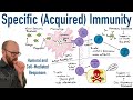 Specific (Adaptive) Immunity | Humoral and Cell-Mediated Responses