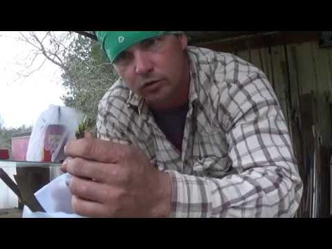 download lagu mp3 mp4 Japanese Magnolia, download lagu Japanese Magnolia gratis, unduh video klip Japanese Magnolia