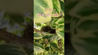 観るとほっこり幸せになれる❤️?生きるのに一生懸命って本当に素敵❤️