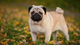 Maximizing the Lifespan and Longevity of Your Pug