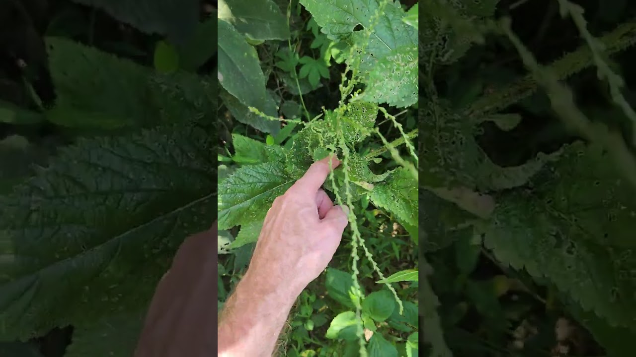 Verbena urticifolia, the nettle leaved vervain, eastern North America.