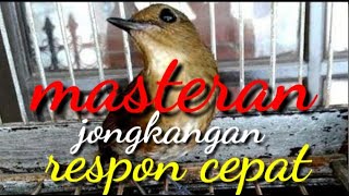 Download lagu Masteran jongkangan terampuh respon cepat mp3