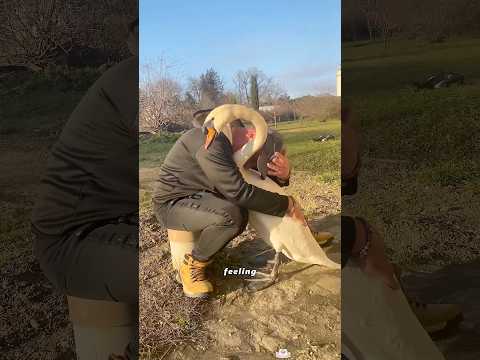 Why are the swans following the man?#animals #Foryou #love#cute