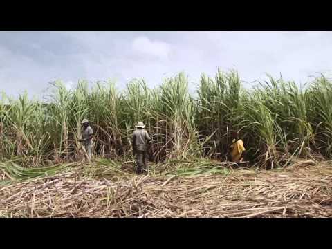 Welcome To Authentic Caribbean Rum