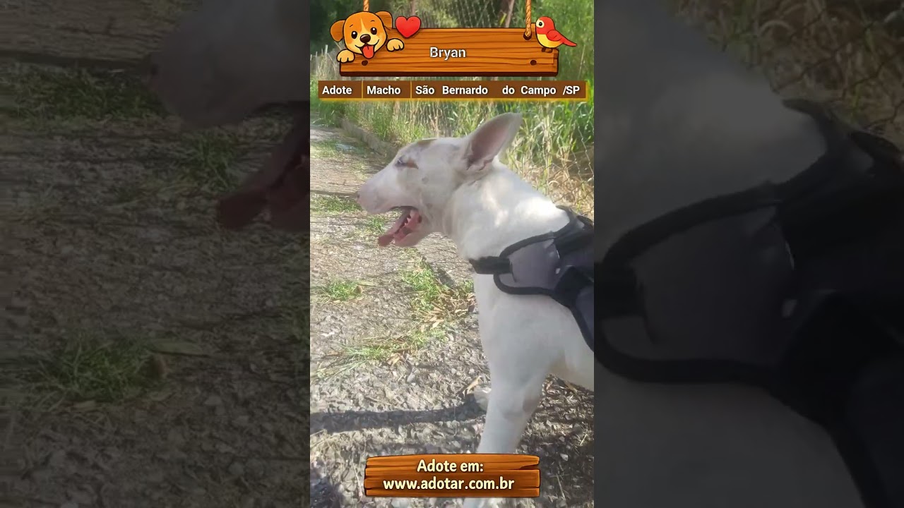 Cachorro raça Pit-Bull idade 2 anos nome Bryan