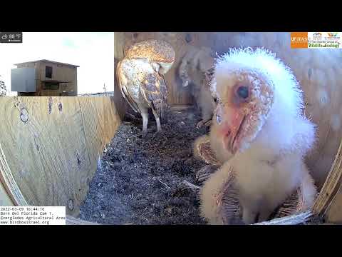 Barn owl nestling selfie in Barn Owl Florida Cam 1