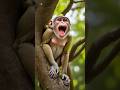 Monkey Sound