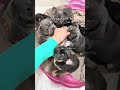 French Bulldog dogs for sale: French Bulldog Puppy 1 - Video 1