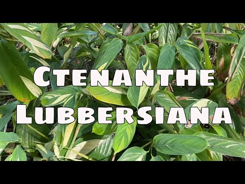 , title : 'Ctenanthe Lubbersiana Maranta Care Propagation Prayer Plant Cutting Indoor Outdoor Never Never'