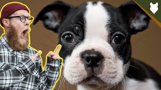What To Do With A NEW BOSTON TERRIER PUPPY?!