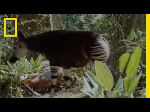 Zebra, Horse or Neither? | National Geographic