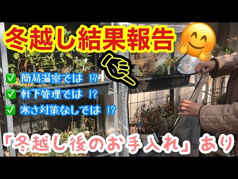 キョウチクトウを鉢や地植えで越冬するにはどうすればよいですか？寒さから守るのはいつですか？  庭園