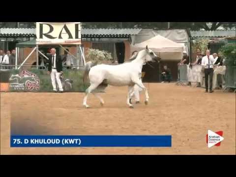 N.75 D KHULOUD - Menton 2016 - Mares 4-6 years old (Class 4)