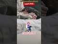 Part 2 Zihale Maskin Makun Ba Ranjish Bahale Hijra Viral Love Trending Bollywood India
