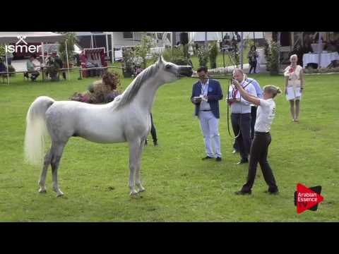 N.92 LAWRENCE EL GAZAL - Ströhen 2017 C-Show - 7.9 Years Old Stallions (Class 13)