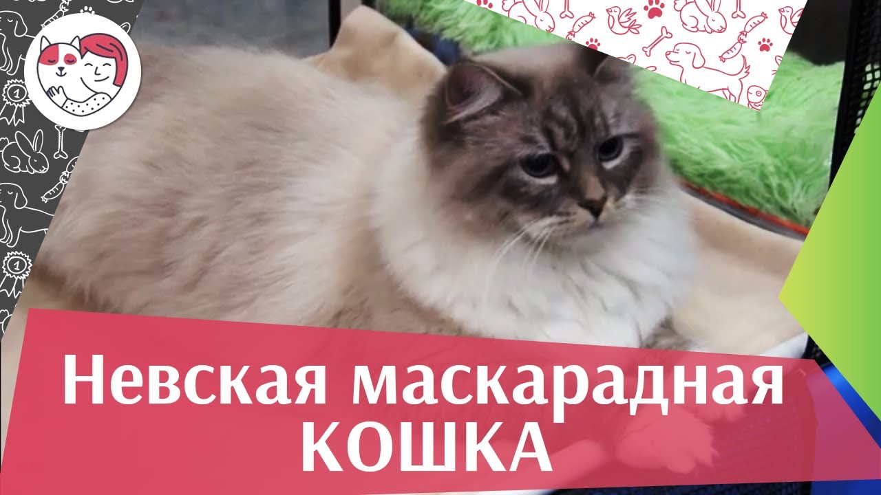 Невская маскарадная кошка на Кэтсбург 17 ilikepet