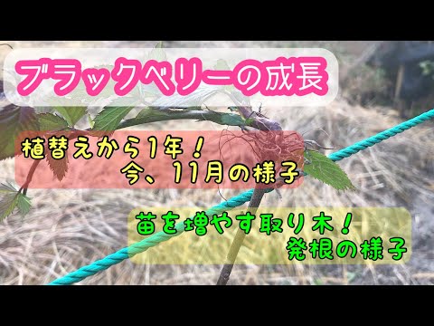 ブラックベリーを増やす: これが仕組みです 庭の練習