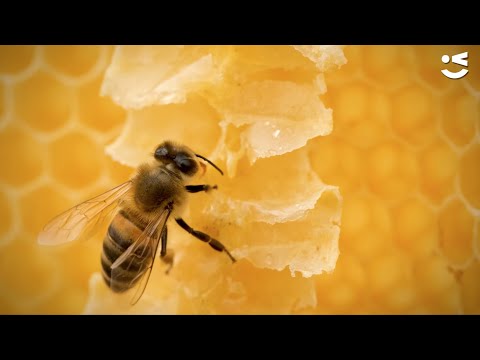 Bee Happy, la nostra història d'amor amb les abelles