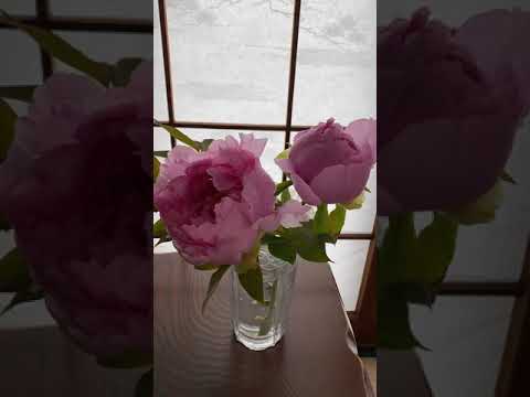 牡丹の開花を促進するにはどうすればよいですか？花を咲かせるにはどんな肥料を、いつ与えればよいのでしょうか？  庭園