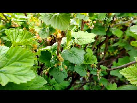 Slow motion macro mi mix 2s