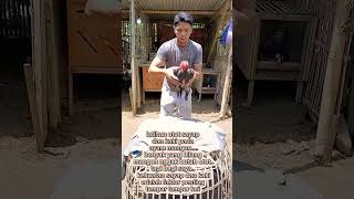 Download lagu Cara melatih ayam mangon #ayam#ayambangkok mp3