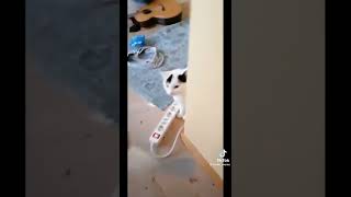 Stupid people being stupid