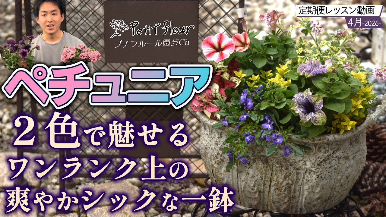 【2色で魅せる】ペチュニアの寄せ植え！その後の管理（切り戻し）までしっかり解説/4月の定期便レッスン動画