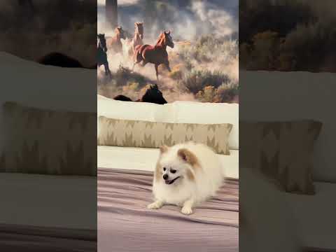 Escape to Rancho Moonrise glamping ranch video