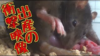 【観覧注意】ファンシーラットの出産する瞬間映像が撮影できました！(ゆっくり実況音声あり)