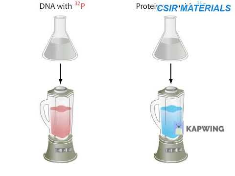 HERSHEY CHASE EXPERIMENT
