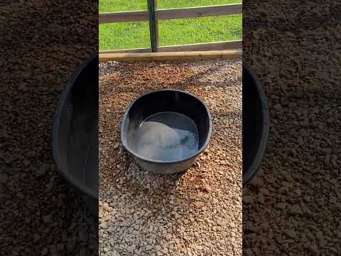 Keeping Ducks Without The Mess. This Easy System Changed Everything!