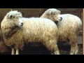 Where There S Wool There S A Way 2016 CO States NHD