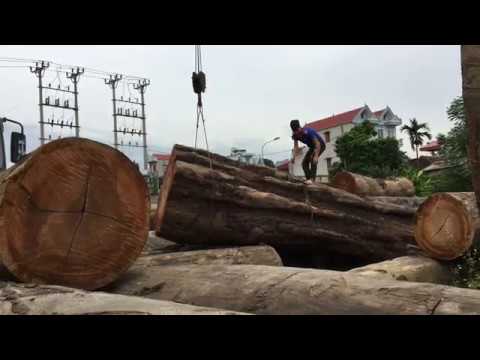 Xẻ đoạn giữa khúc gỗ lim nam phi khổng lồ múi khế xung quanh - Xưởng mộc Quang chiến