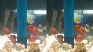 preview picture of video '[[3D]] Notojima Aquarium'