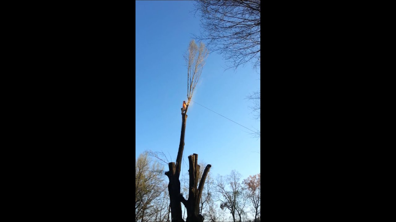 Tree cutting accident