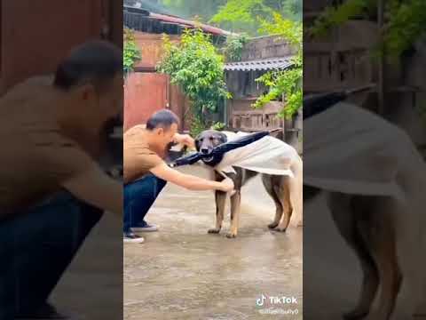 Beautiful job of dog