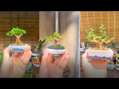 Top Amazing Bonsai Trees in the World - Bonsai Tip 2023