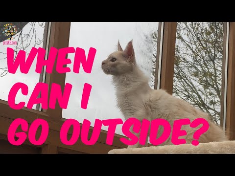 Can Kittens Go Outside?